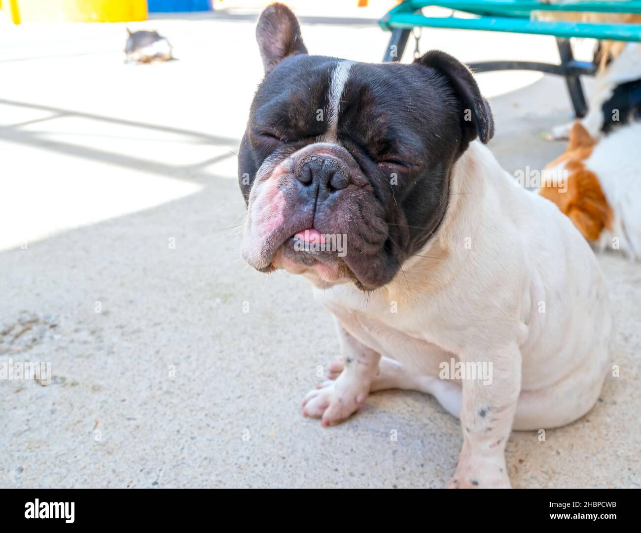 Bulldog portrait in domesticated pet. They have a saggy face and
