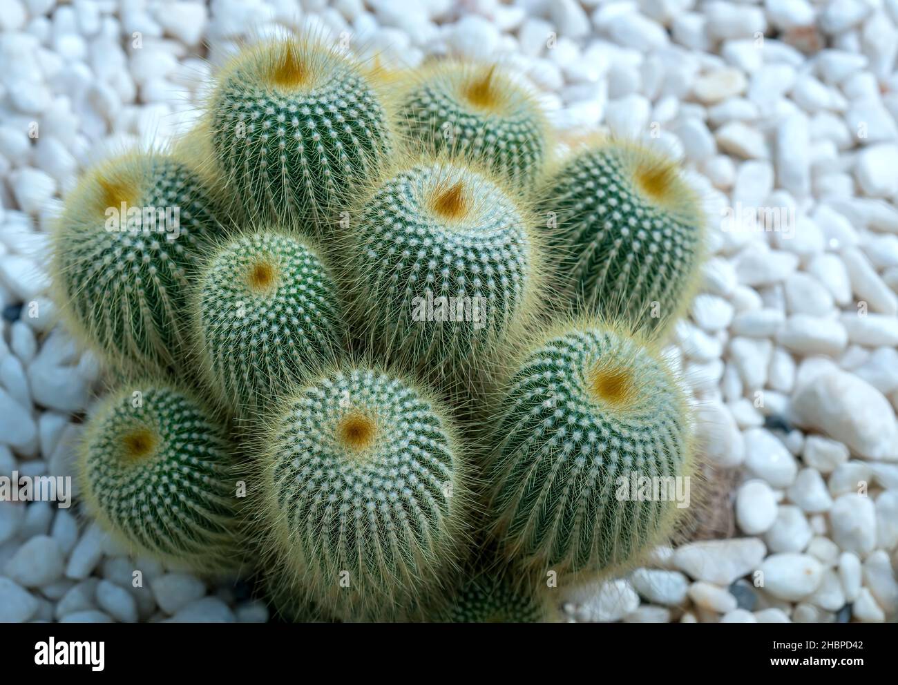 Cactus or Succulent flowerbeds plant in the garden. This is a species of cactus family that is resistant to extreme weather and is decorated Stock Photo