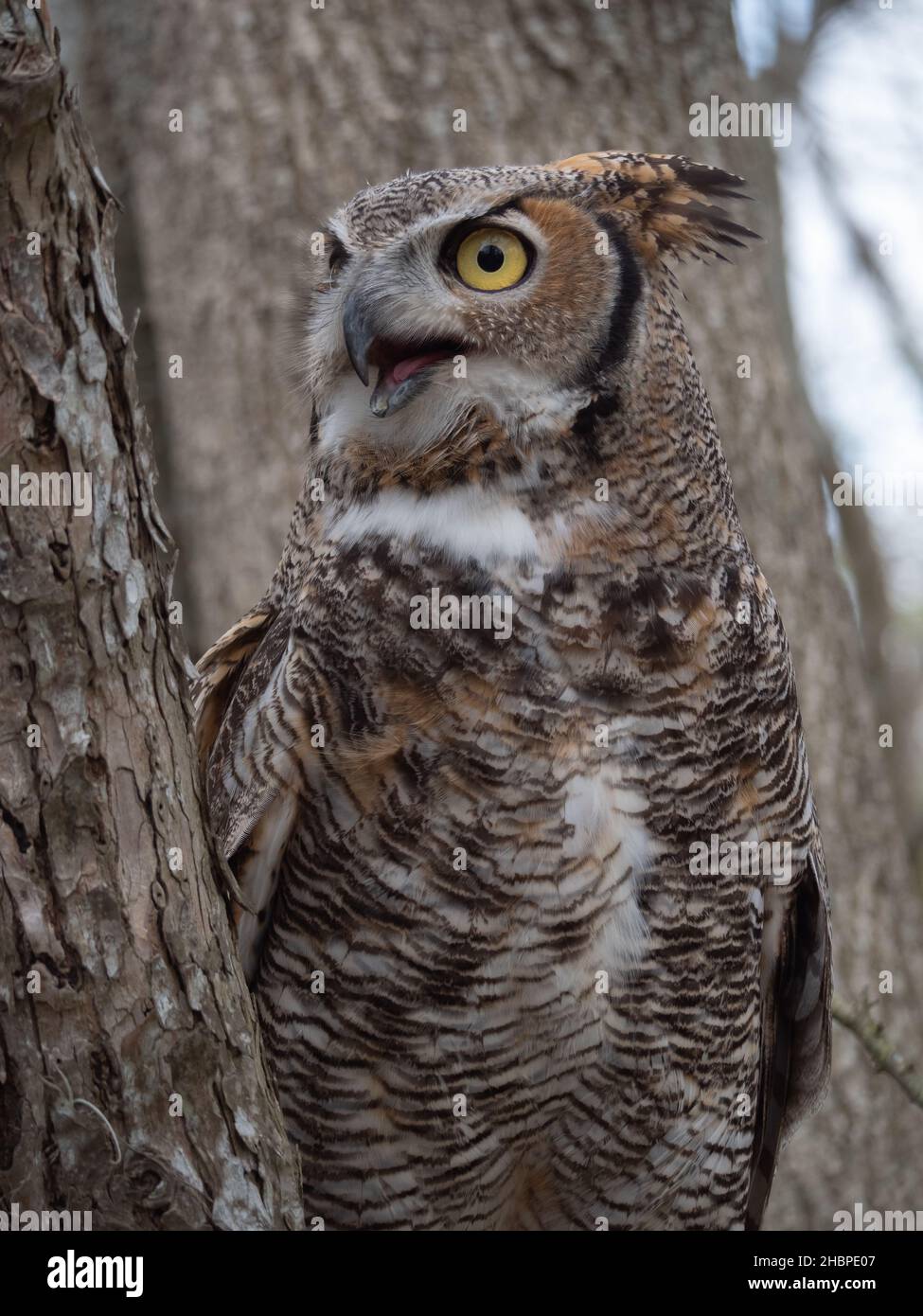 Close up of a Great Horned Owl perched in a tree and photographed with