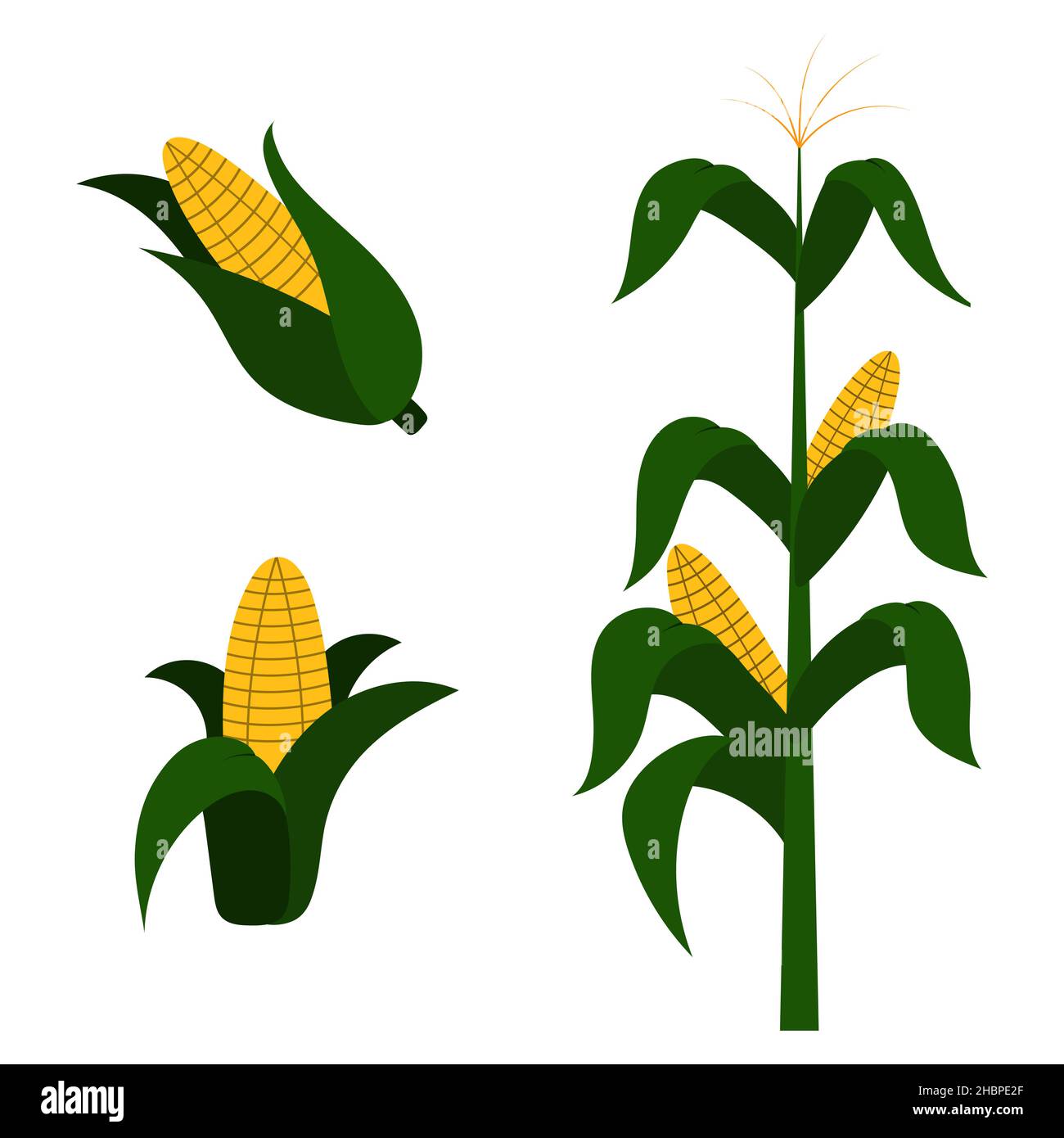 A set of vector sketches of corn. With a corn plant and corn cobs Stock ...