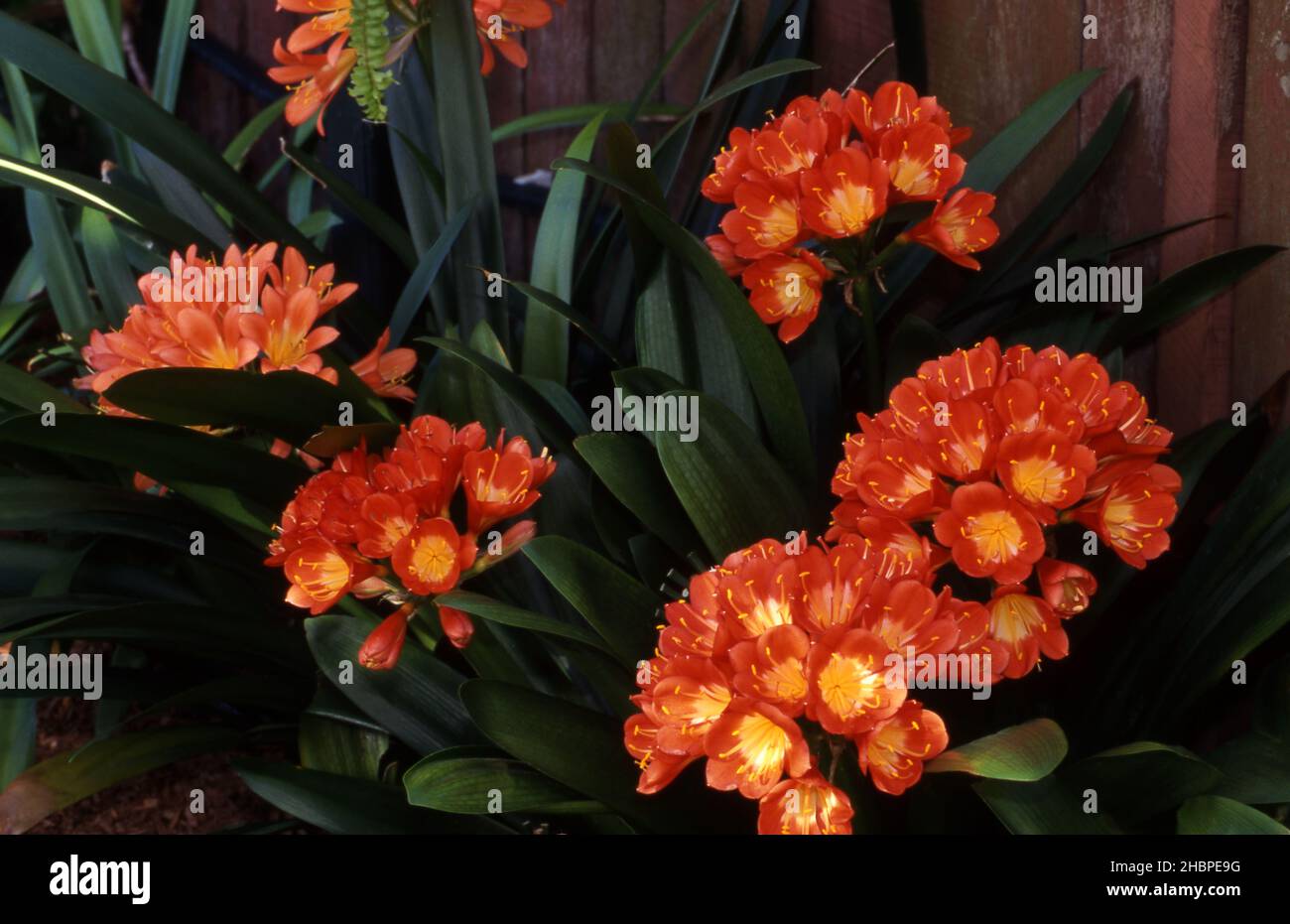 ORANGE CLIVIA FLOWERS, COMMONLY KNOWN AS KAFFIR LILY, NATAL LILY OR BUSH LILY. Stock Photo
