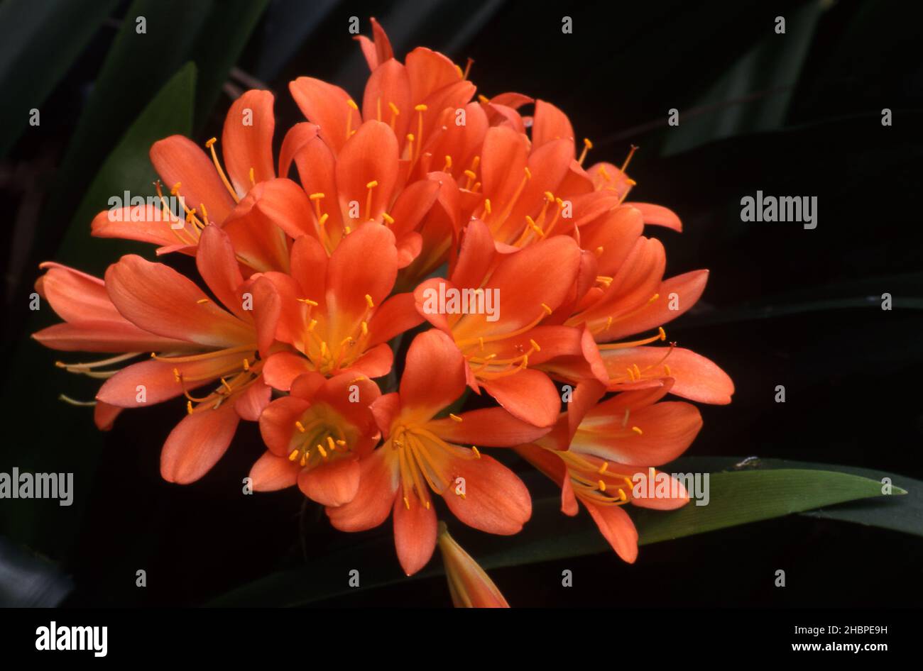 ORANGE CLIVIA FLOWER, COMMONLY KNOWN AS KAFFIR LILY, NATAL LILY OR BUSH LILY. Stock Photo
