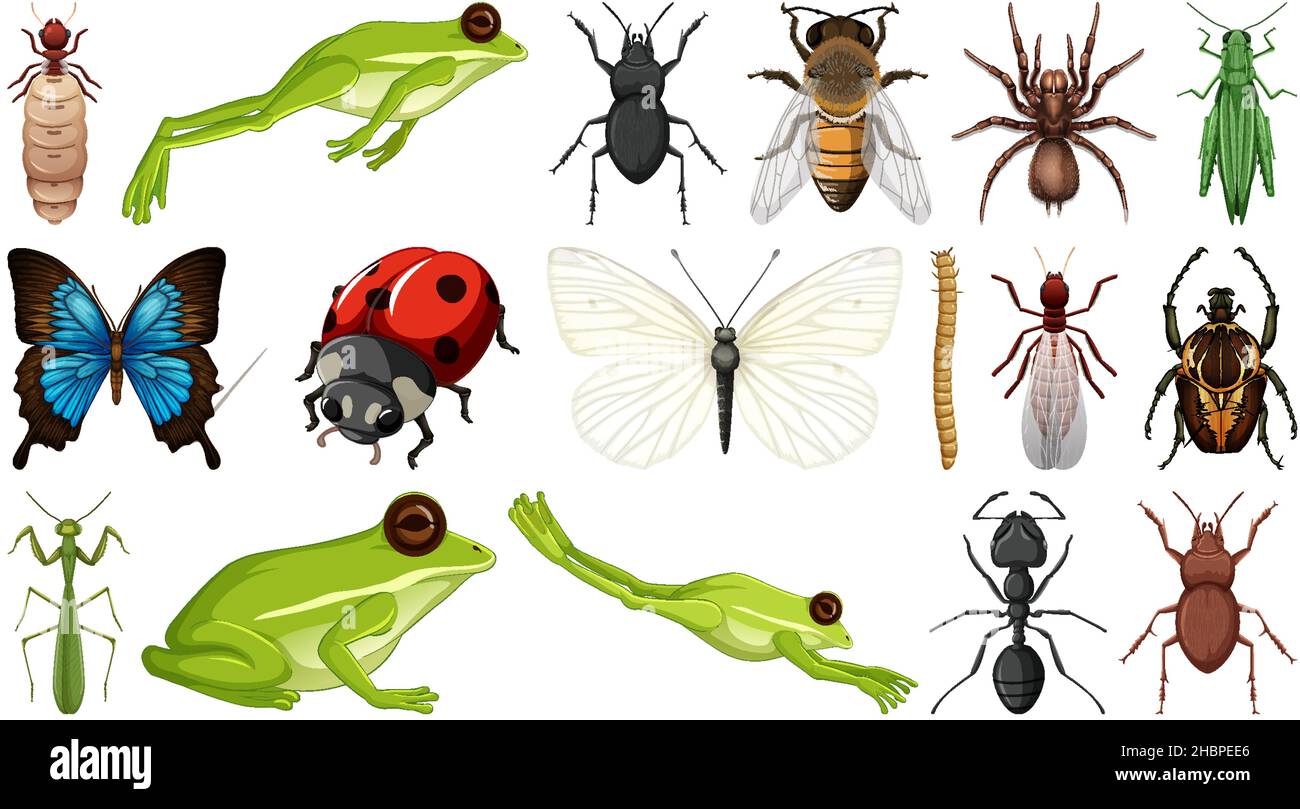 Two Different Insects Different insects collection isolated on white background illustration ...