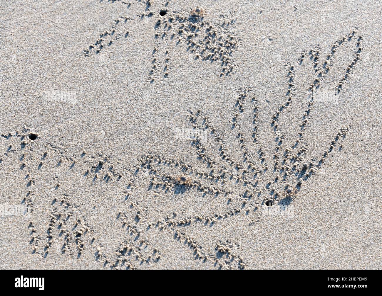 Patterns in a white beach made by sand or ghost crabs Stock Photo