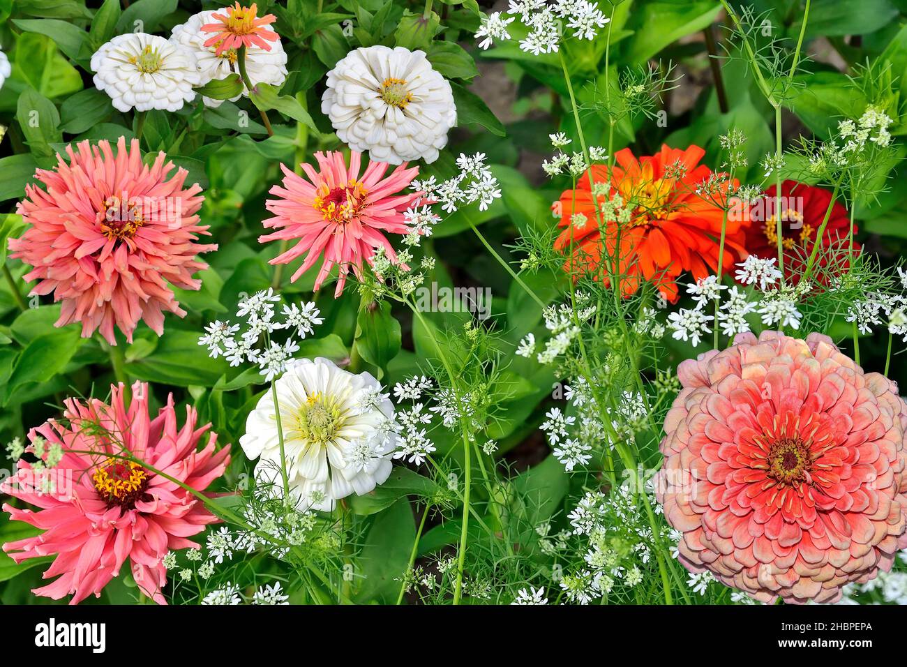 Delicate white and pink or salmon colored zinnia flowers on flowerbed. Summer gentle floral background with blossoming zinnias on defocussed green lea Stock Photo