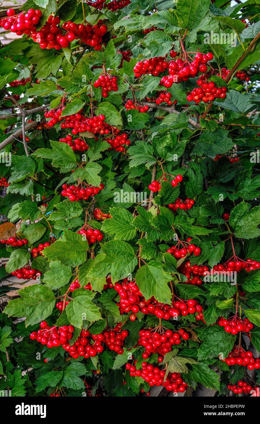 Viburnum bush with red shiny berries and green leaves in forest. Early autumn background Ripening bright red clusters of viburnum and lush green folia Stock Photo