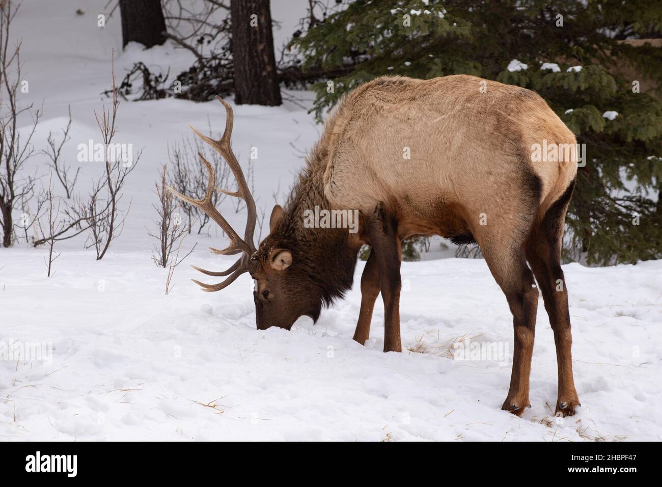 Wild antlered Elk feeding in a snowy winter forest in Banff National Park, Alberta, Canada Stock Photo