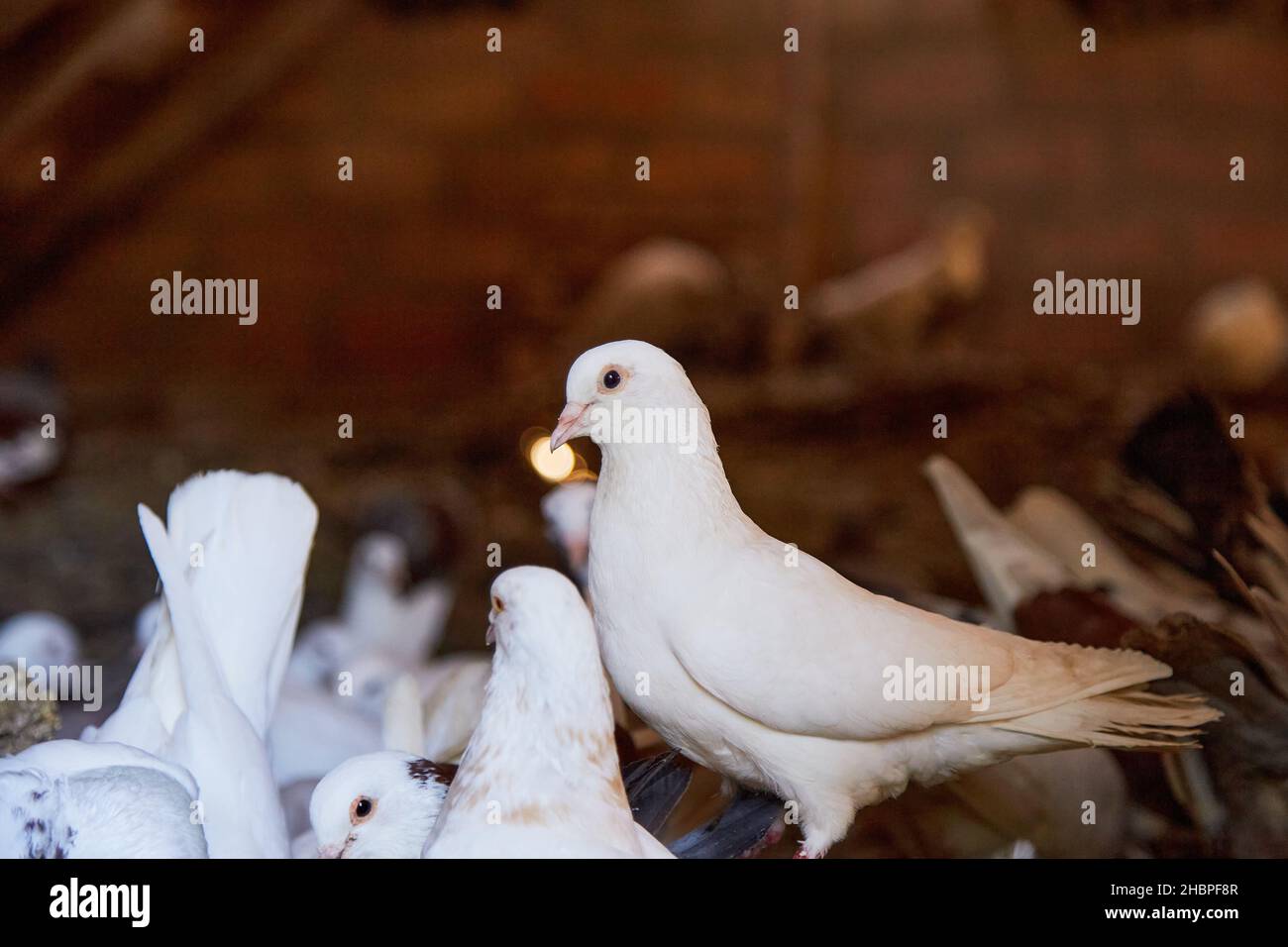 White pigeon close up. Breeding purebred pigeons at private yard. Warm