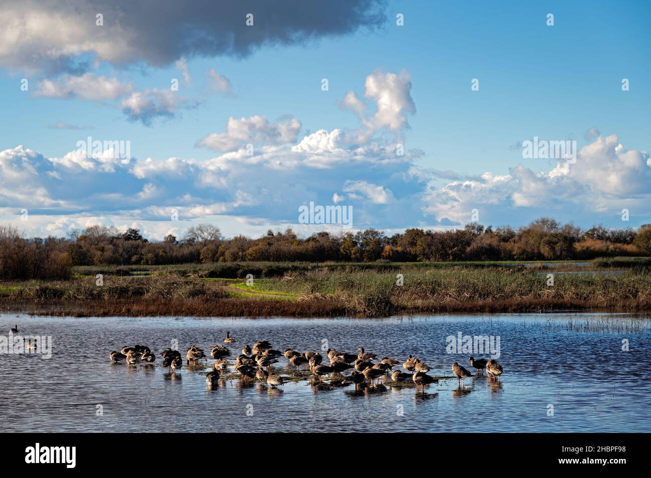 Cackling Geese in Cosumnes River Preserve, California Stock Photo