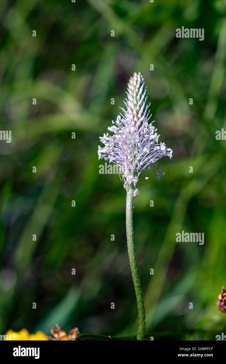 Plantago media flower growing in meadow, close up Stock Photo