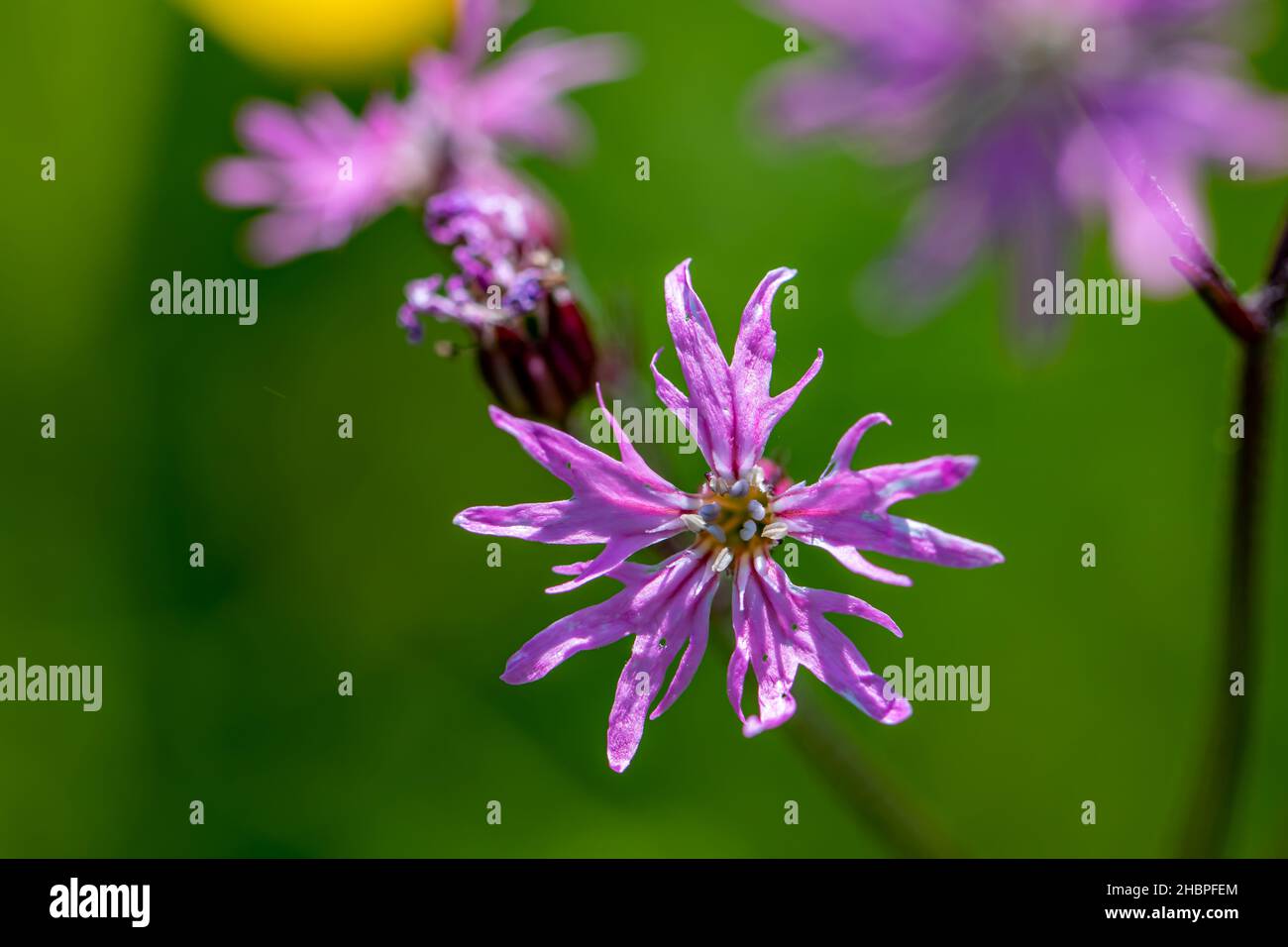 Caryophyllaceae flower in meadow Stock Photo