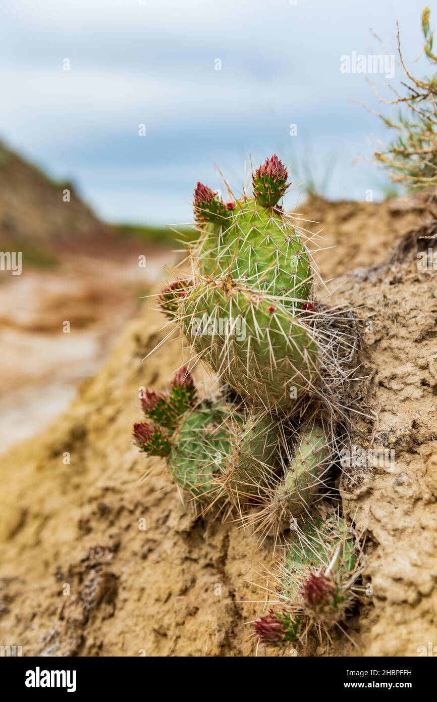 Cactus growing in Dinosaur Provincial Park in the arid badlands of Alberta Canada in the heat of summer. Stock Photo