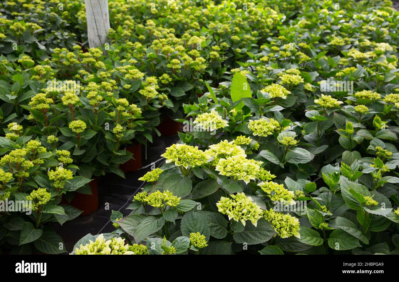 Hydrangea in hothouse Stock Photo