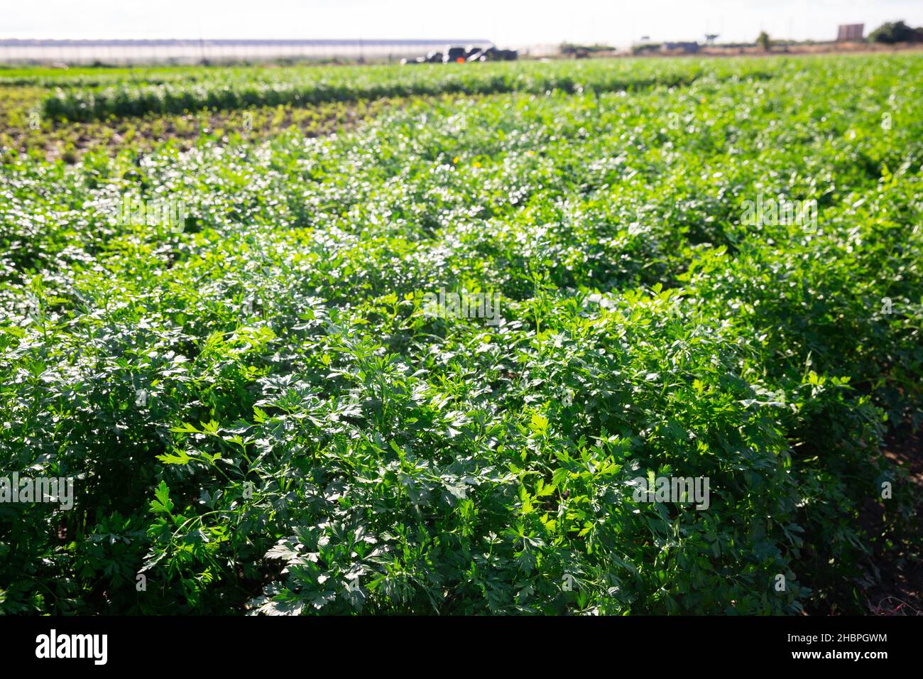 Young parsley plants growing on farm land Stock Photo Alamy