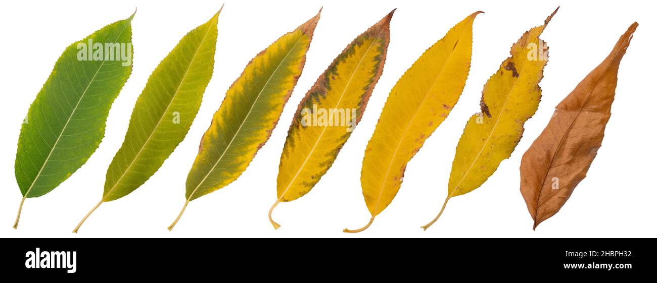 Set of autumn leaves of different colors isolated on white Stock Photo ...