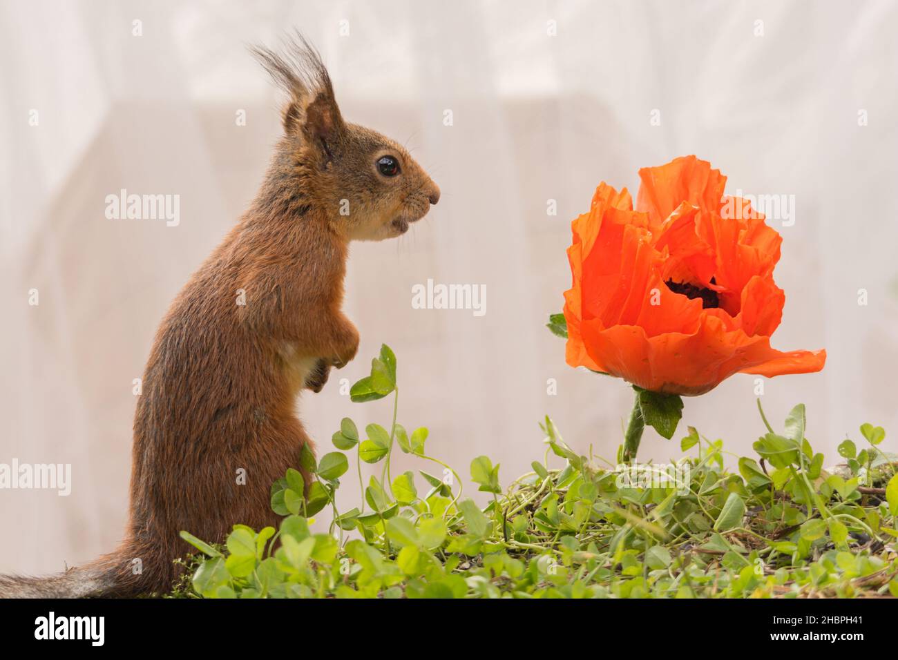 red squirrel with Persian poppy Stock Photo