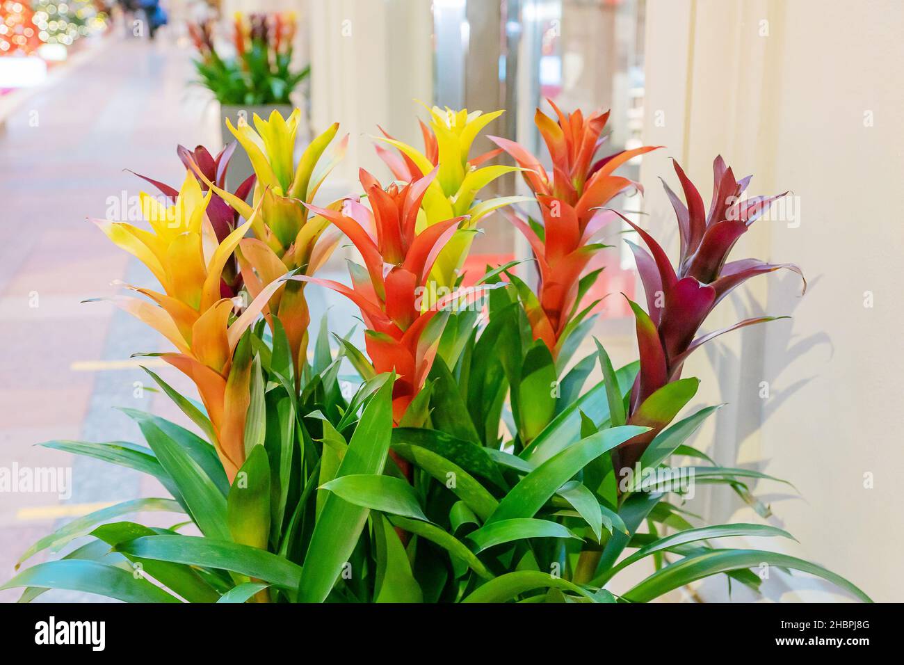 colorful blooming bromeliad flowers indoors, exotic flowers at home. Domestic gardening. Stock Photo