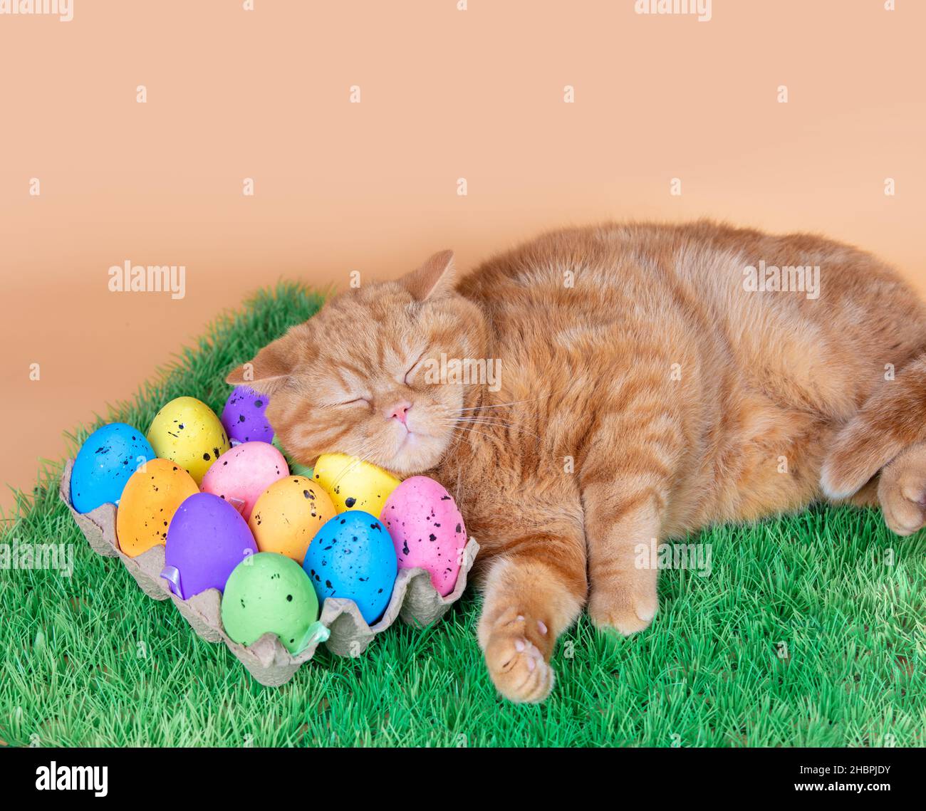 Cute ginger British shorthair cat with Easter eggs. The funny cat