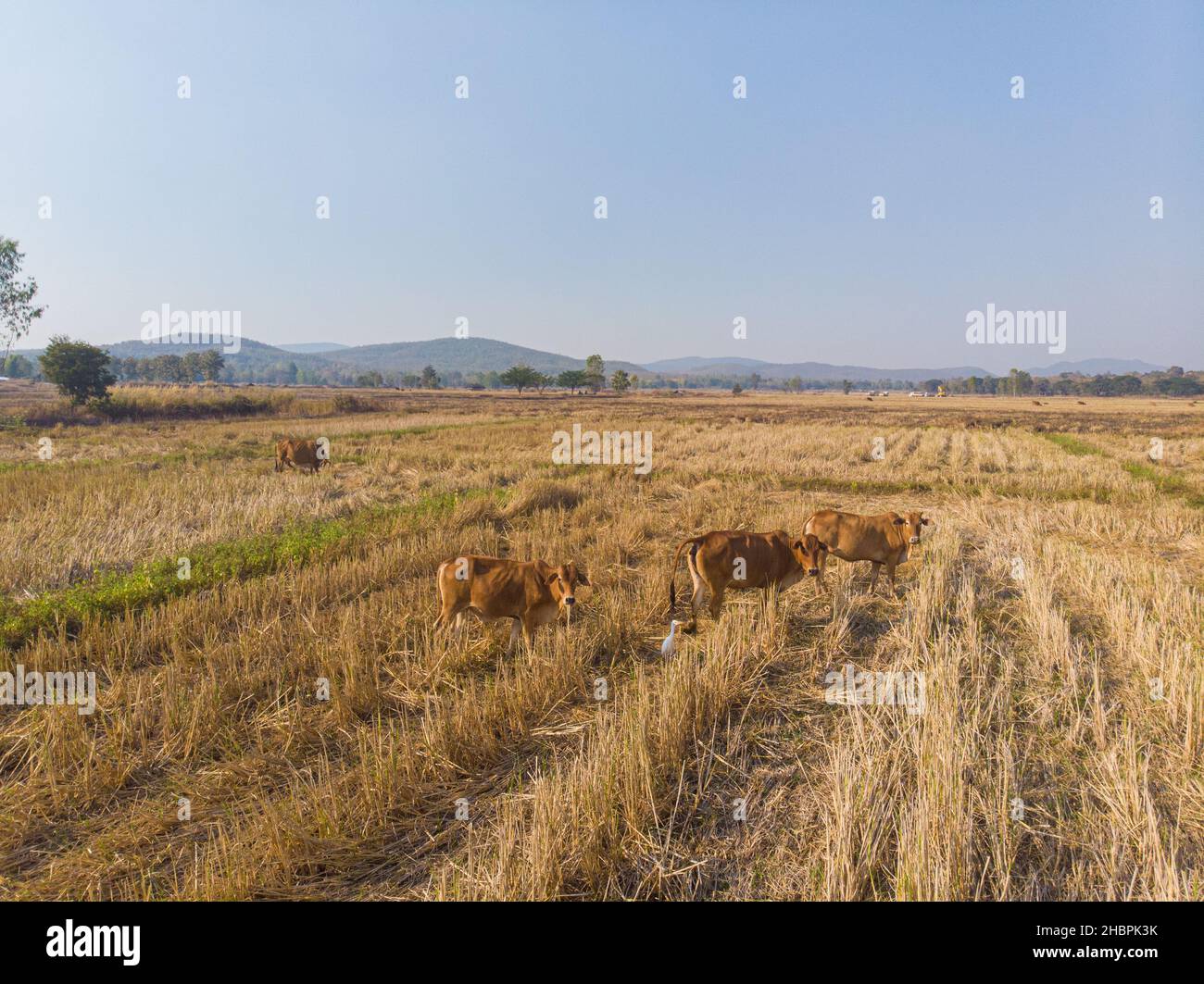 Traditional cow group eating straw in field aerial animal industry Stock Photo