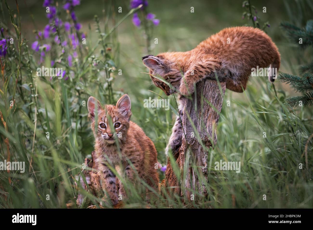 Wild Bobcat mother with three small kittens living in the overgrown backyard of a abandoned house. Stock Photo