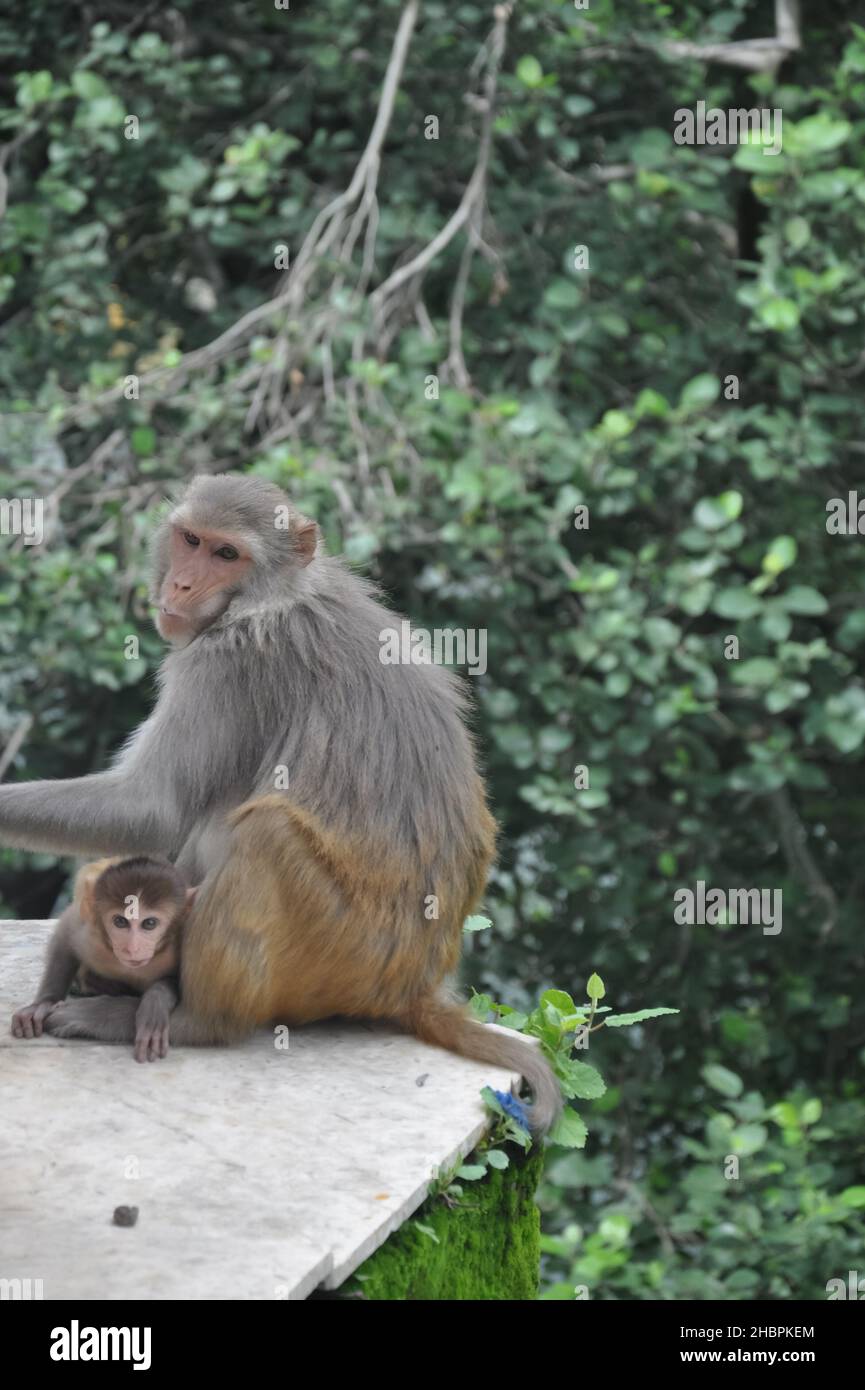 A female monkey with her baby sitting outside in park Stock Photo