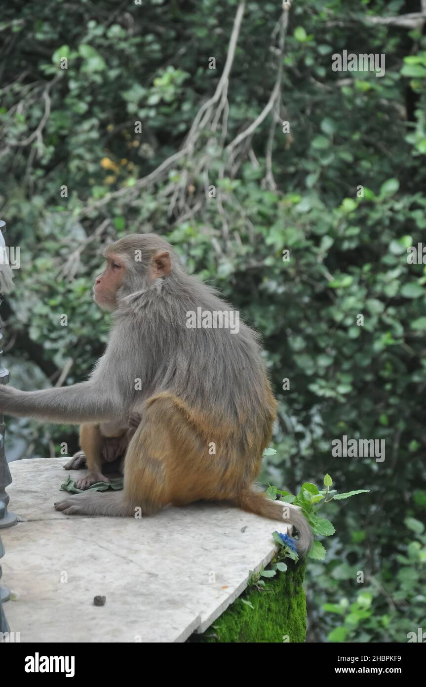 A female monkey with her baby sitting outside in park Stock Photo