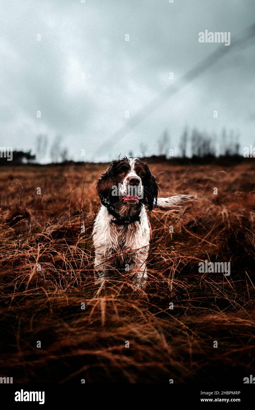 Spring Spaniel Stock Photo