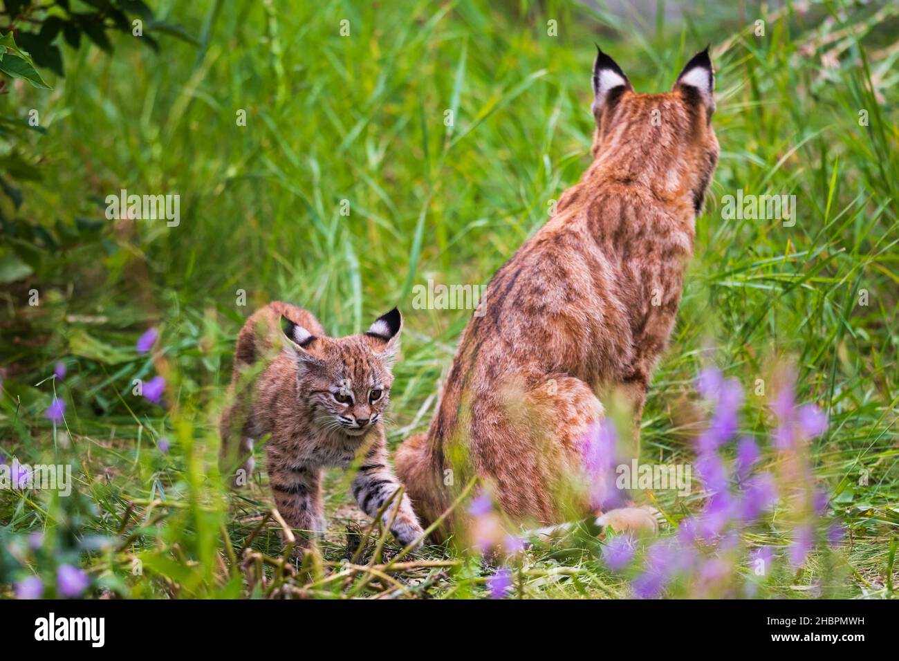 Wild Bobcat mother with three small kittens living in the overgrown backyard of a abandoned house. Stock Photo