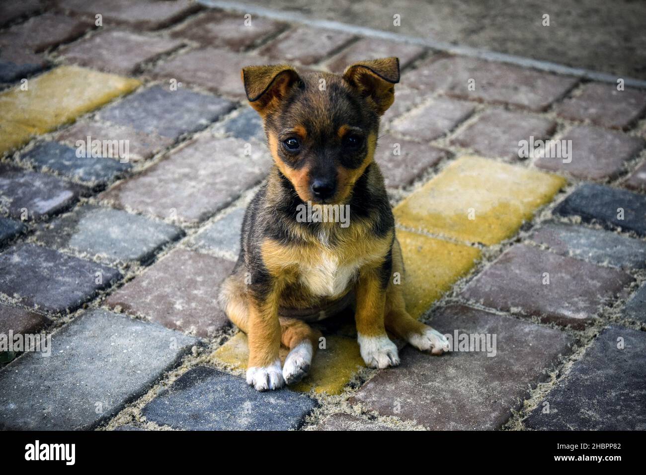 Mongrel puppy sits on path in park paved with paving slabs. Lost little dog is waiting for owner. Close-up. Copy space. Selective focus. Stock Photo
