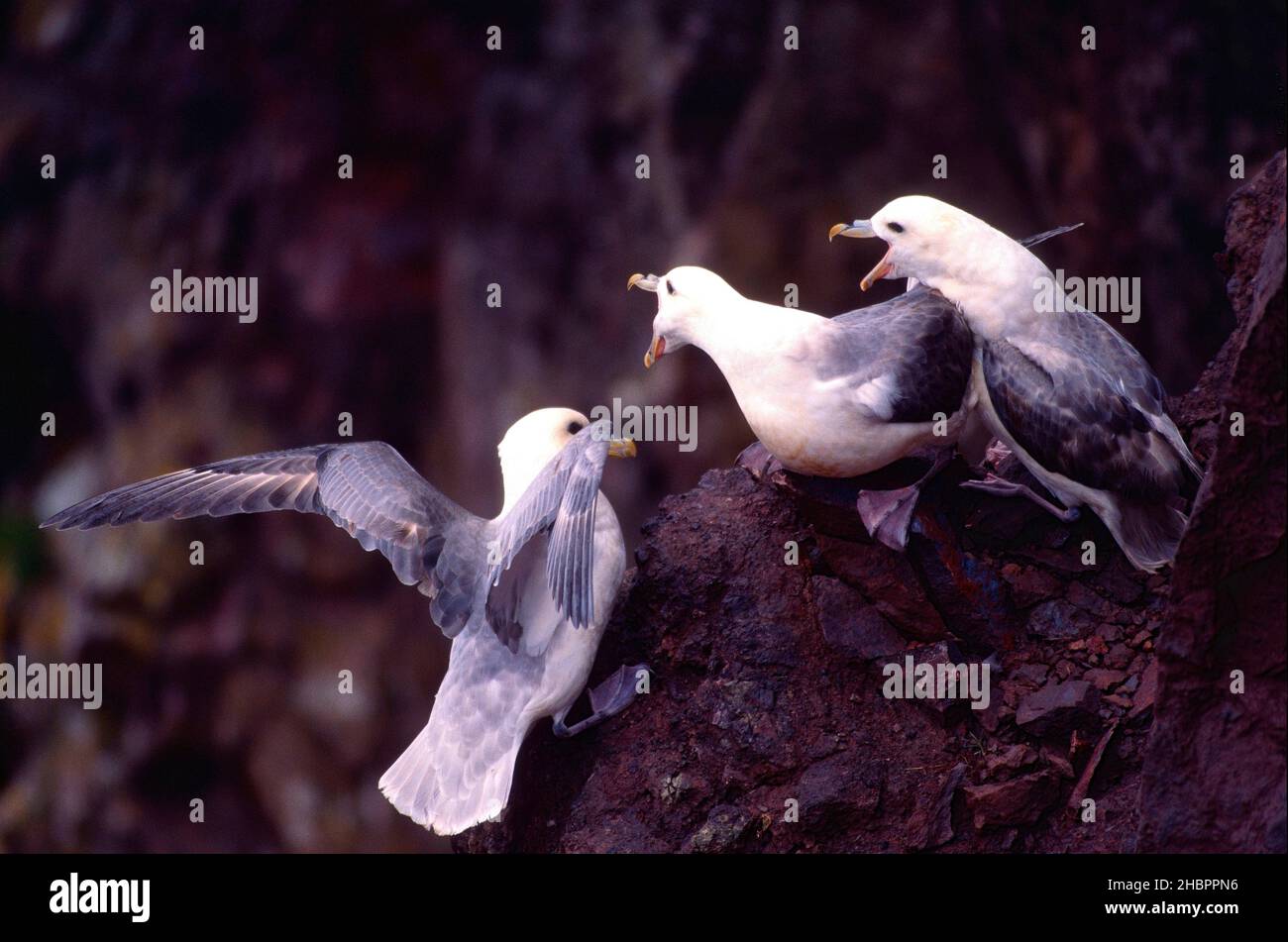 Eissturmvogel, Fulmarus glacialis, Procellariidae, am Brutplatz, Vogel, Tier, St. Abb's Naturreservat, Schottland, Grossbritannien *** Local Caption * Stock Photo