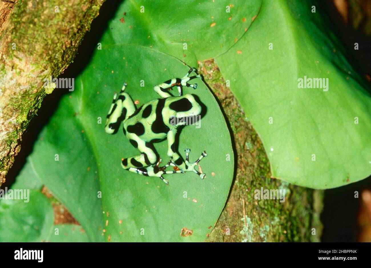 Goldbaumsteiger, Dendrobates auratus, Dendrobatidae, Frosch, Amphibie, Tier, Costa Rica *** Local Caption ***  Green and black poison dart frog, Dendr Stock Photo