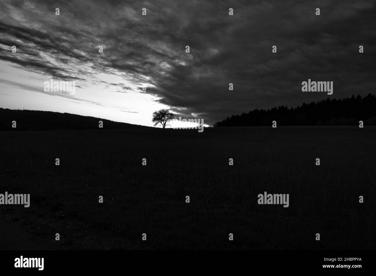 Sunset in the Saarland with a tree against which a ladder is leaning in black and white shot. dramatic sky . quiet and lonely light mood Stock Photo