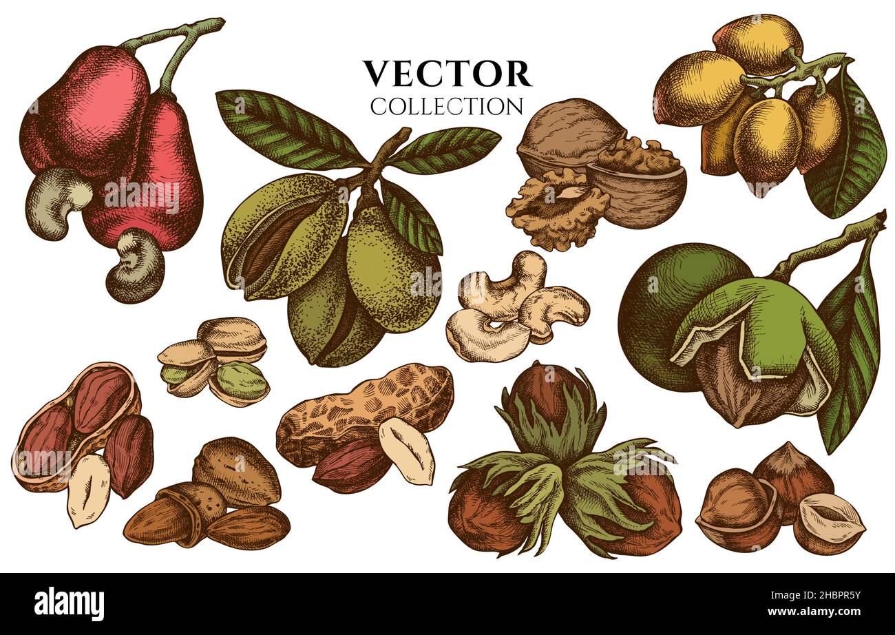 Badge design with colored cashew, peanut, pistachio, hazelnut, almond, walnut Stock Vector