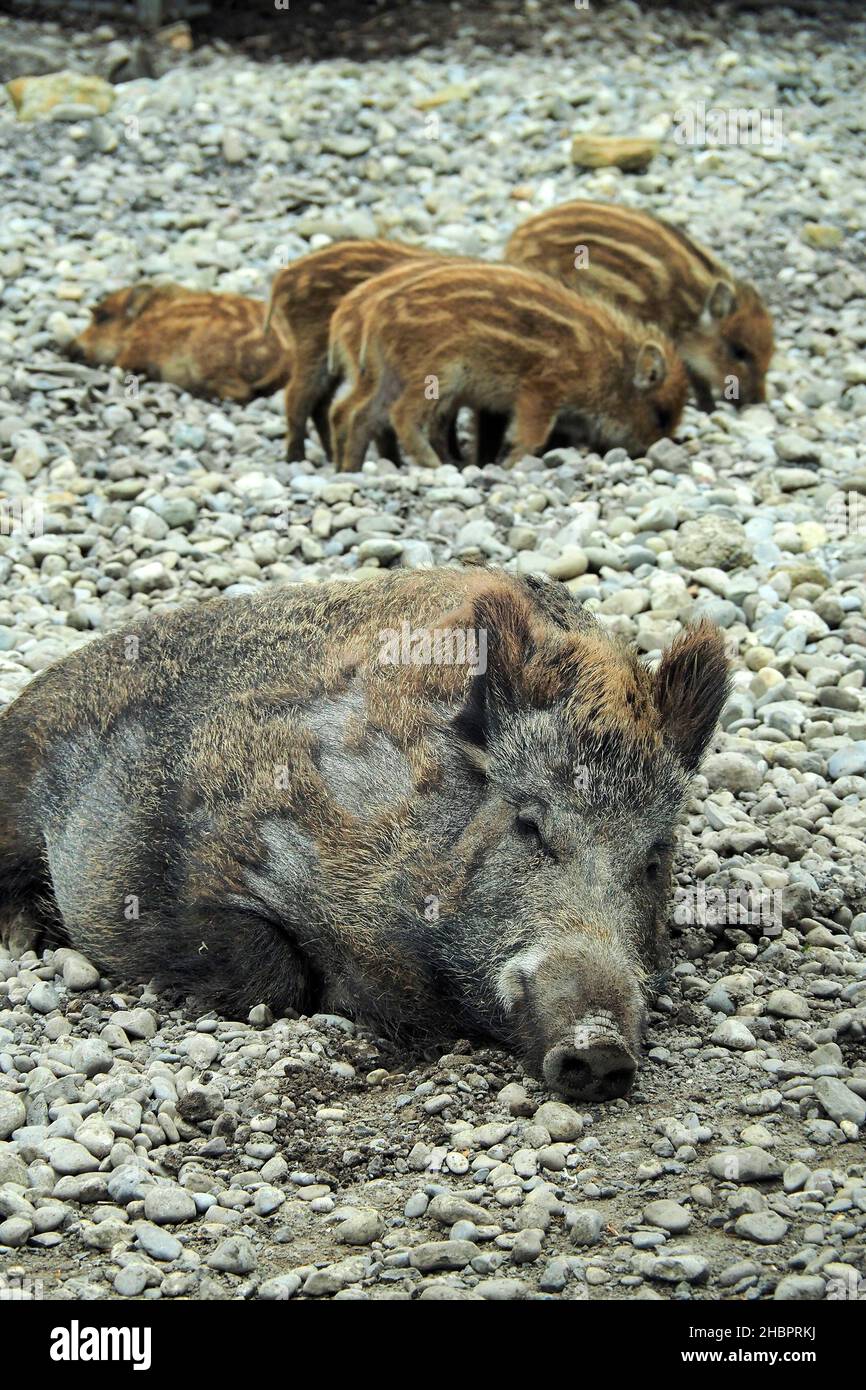 OLYMPUS DIGITAL CAMERA          Wildschweine Stock Photo