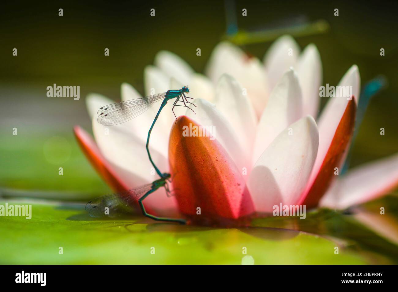 Libellen tier hires stock photography and images Alamy