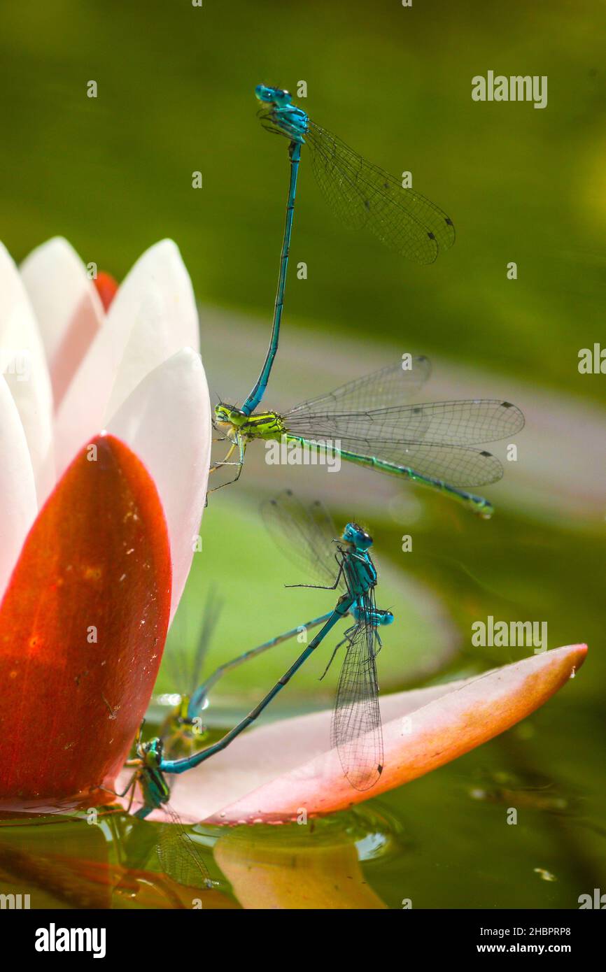 Libellen im Teich Stock Photo Alamy