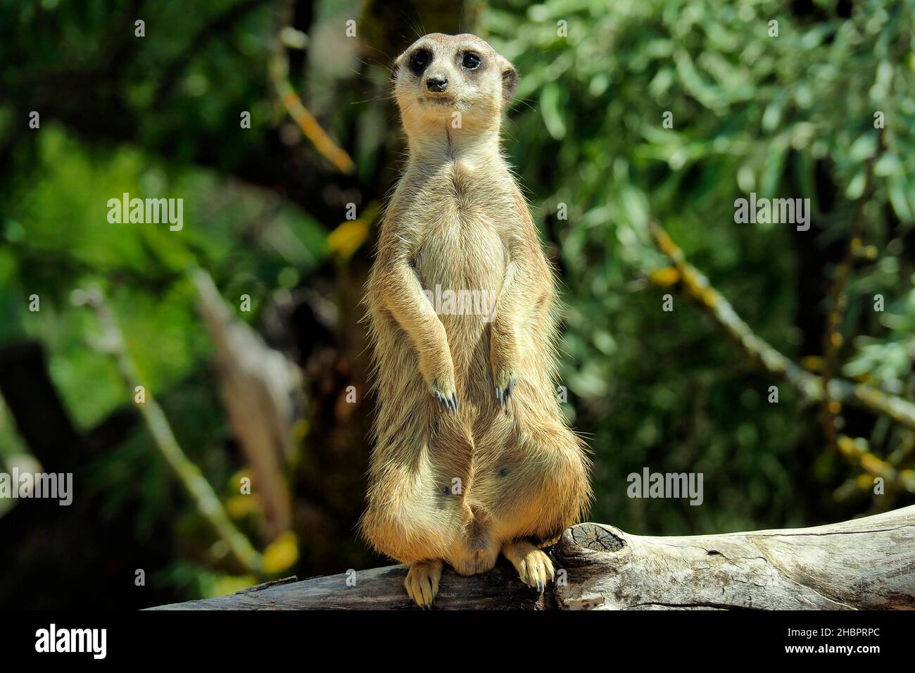 �����峾ä�ԲԳ����� Stock Photo