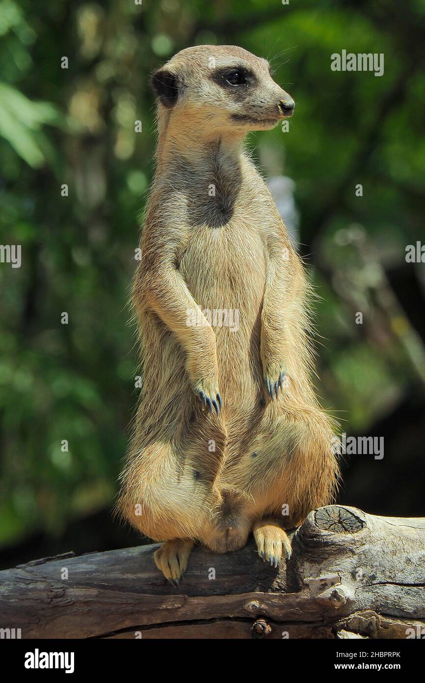 �����峾ä�ԲԳ����� Stock Photo