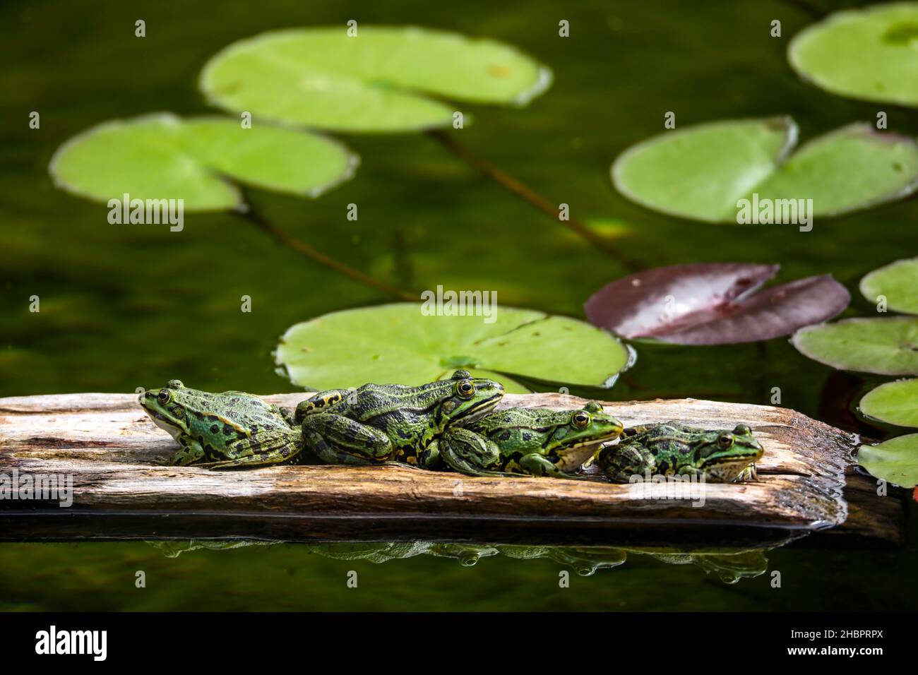 Wasserfrosch Stock Photo