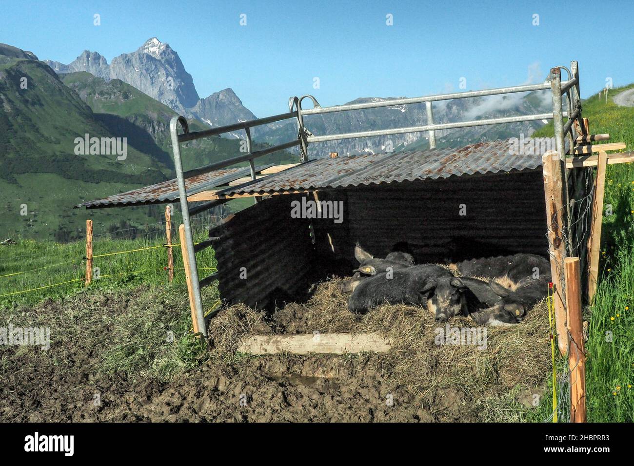 Schweine am Schächentaler Höhenweg beim Klausenpass UR Stock Photo