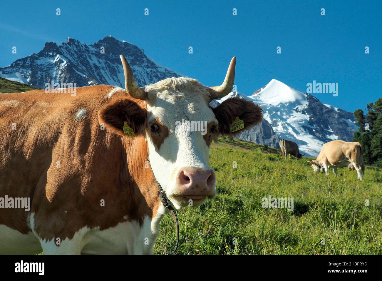 Kuh mit Jungfrau und Silberhorn Stock Photo