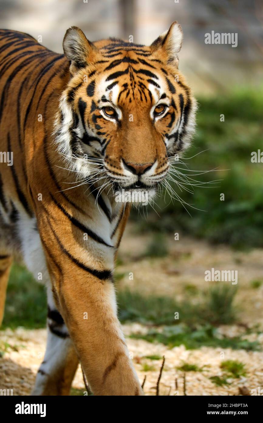 Tiger im Tierpark Stock Photo