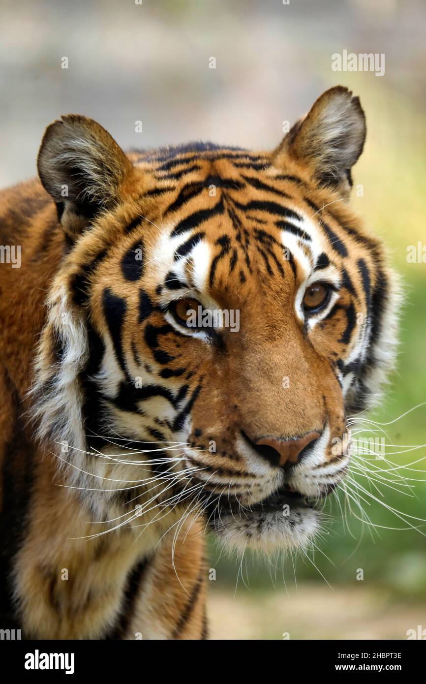 Tiger im Tierpark Stock Photo