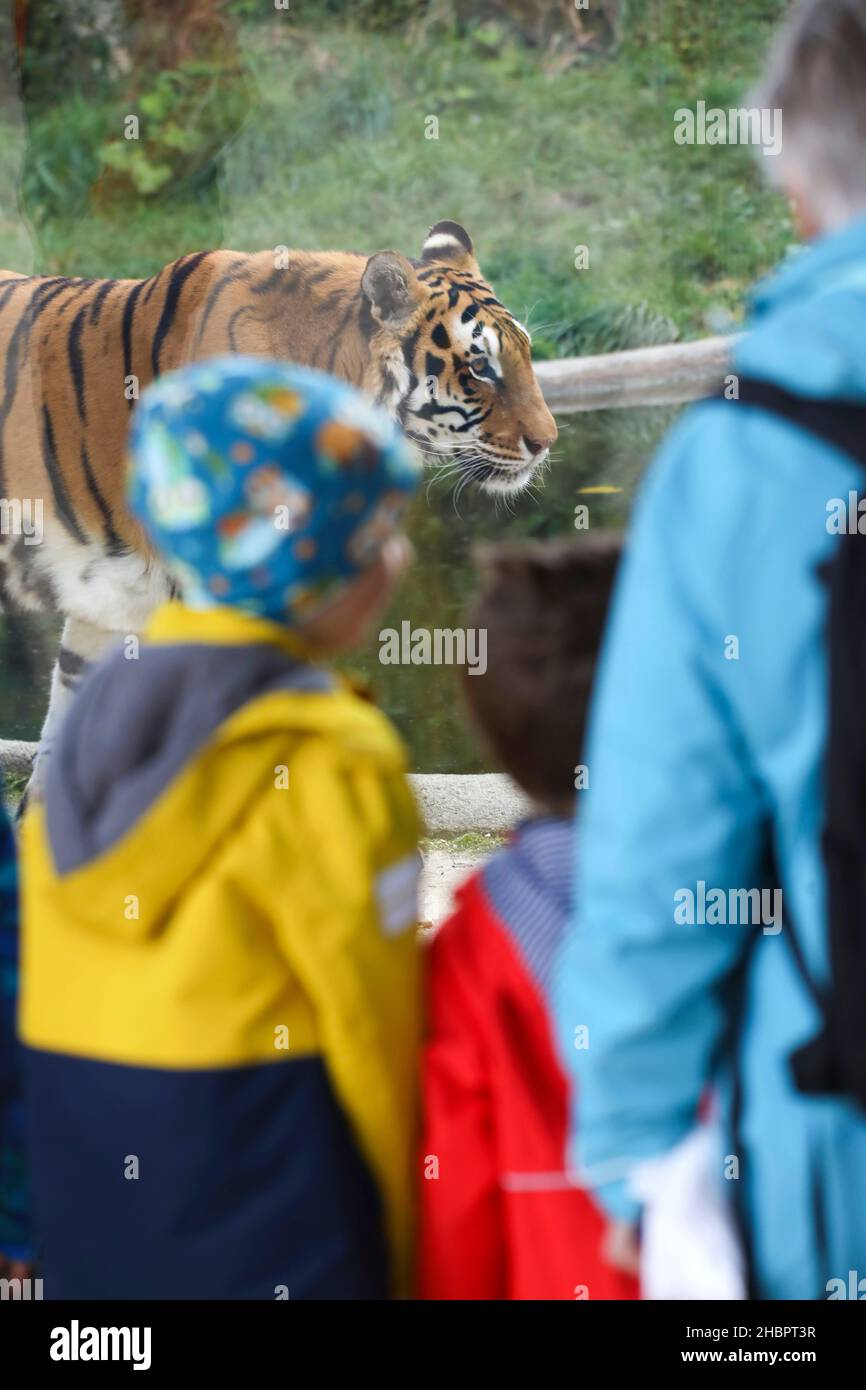 Tiger im Tierpark Stock Photo