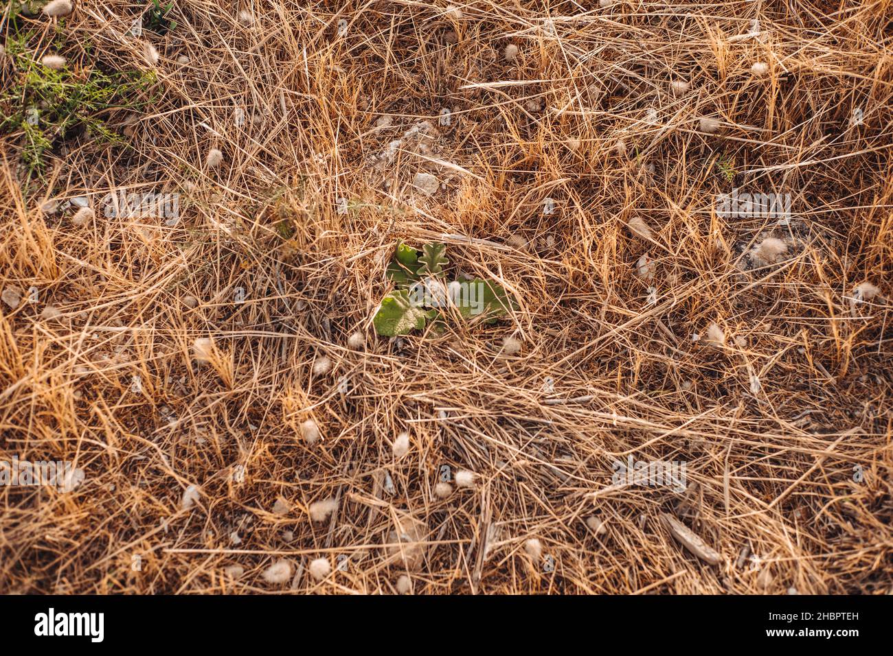 Dried plants covering the countryside in Gagliano del Capo, Puglia region, Italy Stock Photo