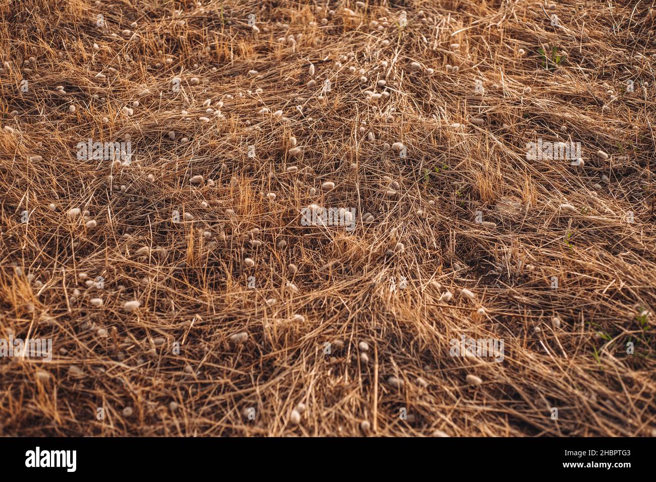 Dried plants covering the countryside in Gagliano del Capo, Puglia region, Italy Stock Photo