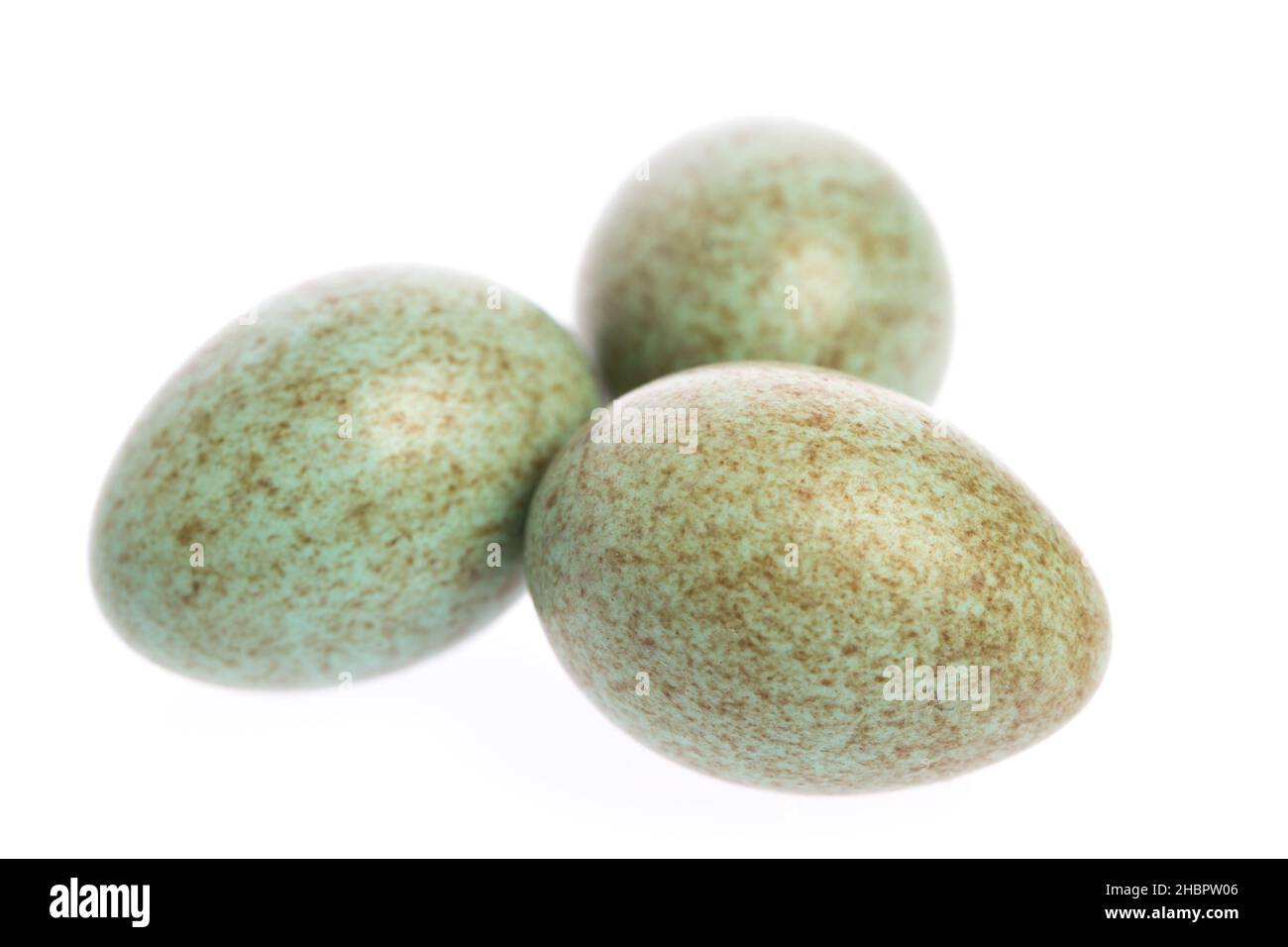 bird's egg, bird eggs, eggs, white, background, horizontal, colorful, blackbird eggs, nest, small, three, green, easter, speckled, dots, laid, egg, cu Stock Photo