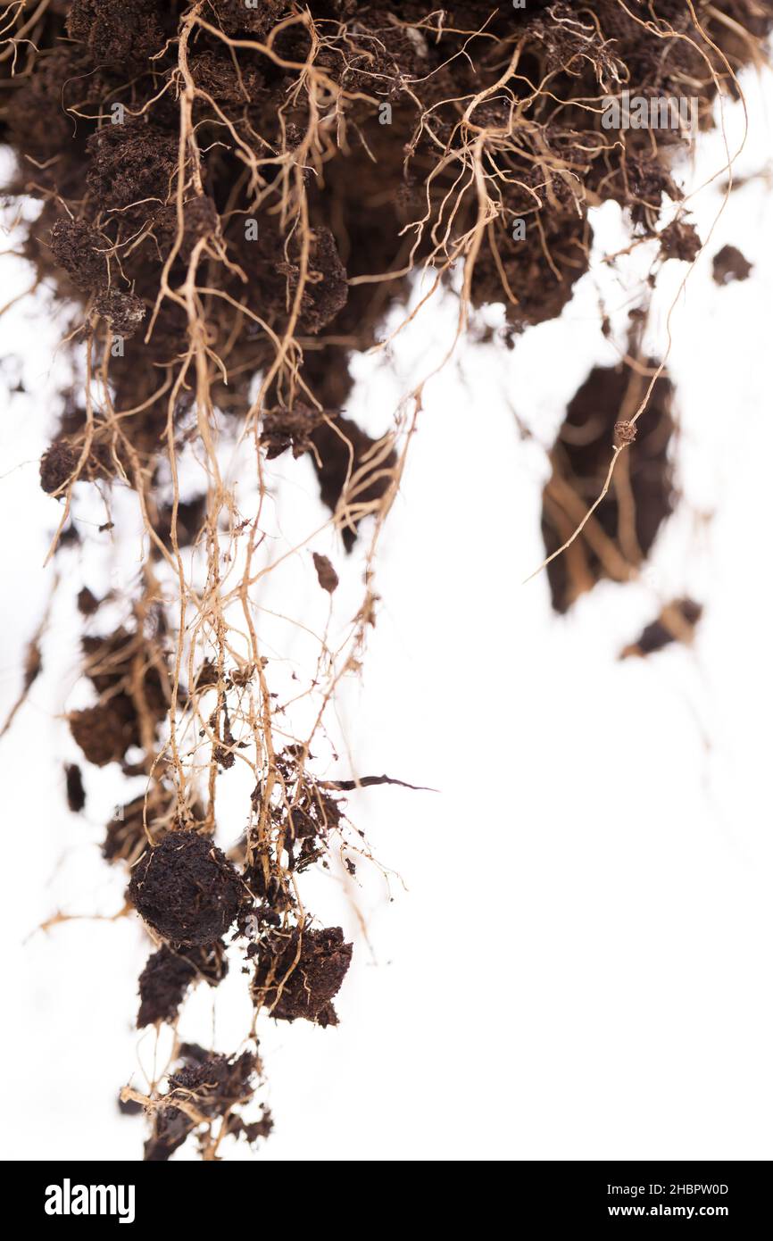 root, earth, white, roots, fine, plant, chunk, hold, dry, live, many