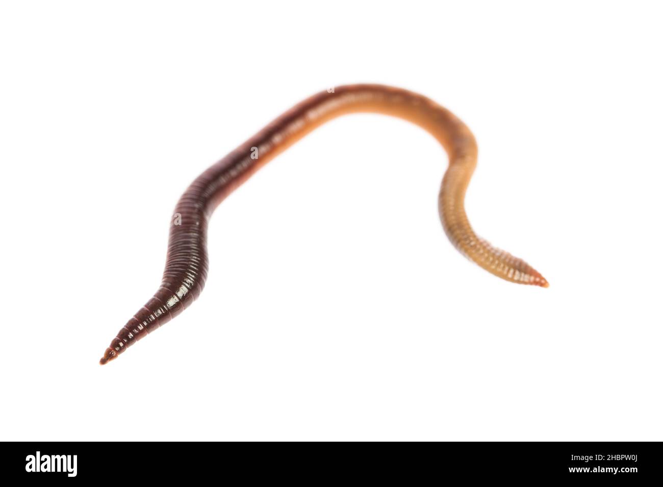 Earth worms crop Cut Out Stock Images & Pictures - Alamy