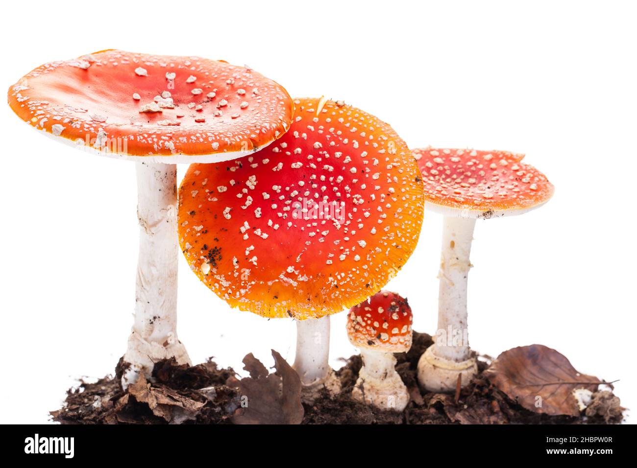 Toadstools, real, background, multiple, Toadstool, different, dots, white, red, sweet, genuine, toxic, age, tiny, stadiums, happiness, standing, scien Stock Photo